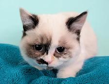 Non Standard and Standard Munchkin kittens - Photo 6
