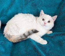 Non Standard and Standard Munchkin kittens - Photo 7