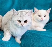 Non Standard and Standard Munchkin kittens - Photo 8