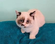 Non Standard and Standard Munchkin kittens - Photo 9