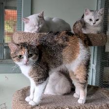 Non Standard and Standard Munchkin kittens - Photo 10