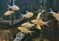 albino tinfoil barbs 2.5'-3' - Photo 2