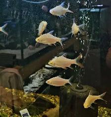 albino tinfoil barbs 2.5'-3' - Photo 4