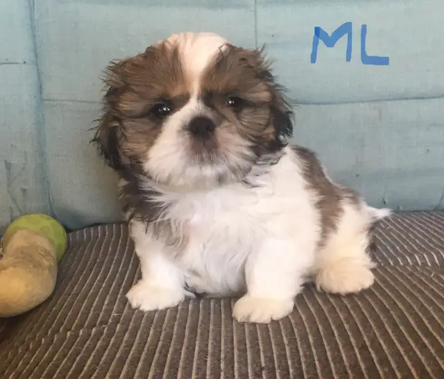 Male Shih Tzue