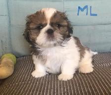 Male Shih Tzue