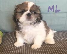 Male Shih Tzue - Photo 2