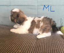 Male Shih Tzue - Photo 3