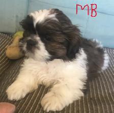 Male Shih Tzue - Photo 4