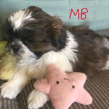 Male Shih Tzue - Photo 5