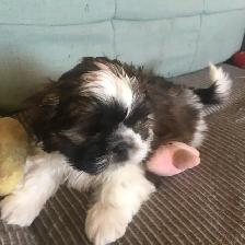Male Shih Tzue - Photo 6