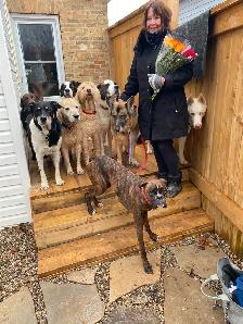 DON’T IMPOUND YOUR POOCH. DOG BOARDING IN MY HOME