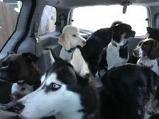 DON’T IMPOUND YOUR POOCH. DOG BOARDING IN MY HOME - Photo 2