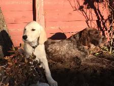 DON’T IMPOUND YOUR POOCH. DOG BOARDING IN MY HOME - Photo 4