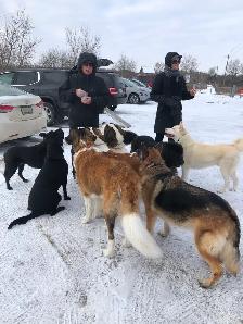 DON’T IMPOUND YOUR POOCH. DOG BOARDING IN MY HOME - Photo 7