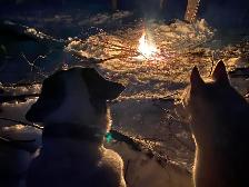 DON’T IMPOUND YOUR POOCH. DOG BOARDING IN MY HOME - Photo 8
