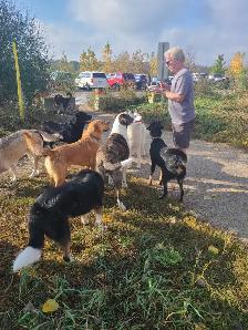 DON’T IMPOUND YOUR POOCH. DOG BOARDING IN MY HOME - Photo 9