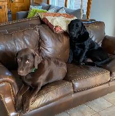 DON’T IMPOUND YOUR POOCH. DOG BOARDING IN MY HOME - Photo 10