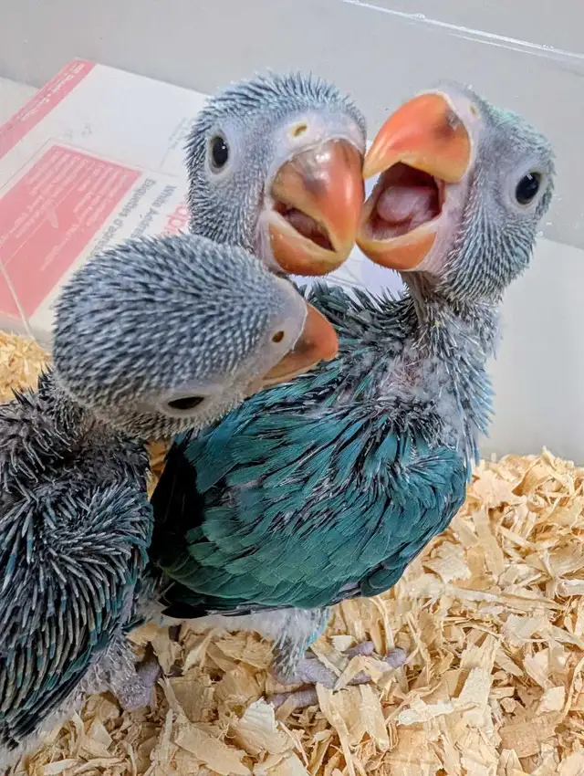 Baby Indian Ringnecks