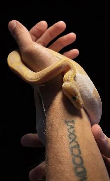 Banana Leopard Pied - Ball Python MALE