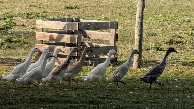 Young Indian Runner Ducks (teenagers)
