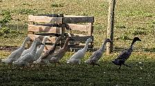 Young Indian Runner Ducks (teenagers)