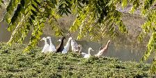 Young Indian Runner Ducks (teenagers) - Photo 2