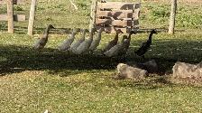 Young Indian Runner Ducks (teenagers) - Photo 3