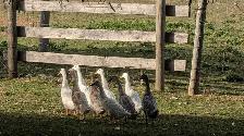 Young Indian Runner Ducks (teenagers) - Photo 4