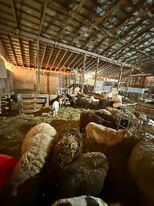 FOR RENT — 4,000 SQ. FT. LIVESTOCK BARN — BINBROOK, ON - Photo 3