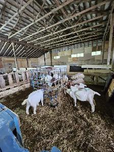 FOR RENT — 4,000 SQ. FT. LIVESTOCK BARN — BINBROOK, ON - Photo 5