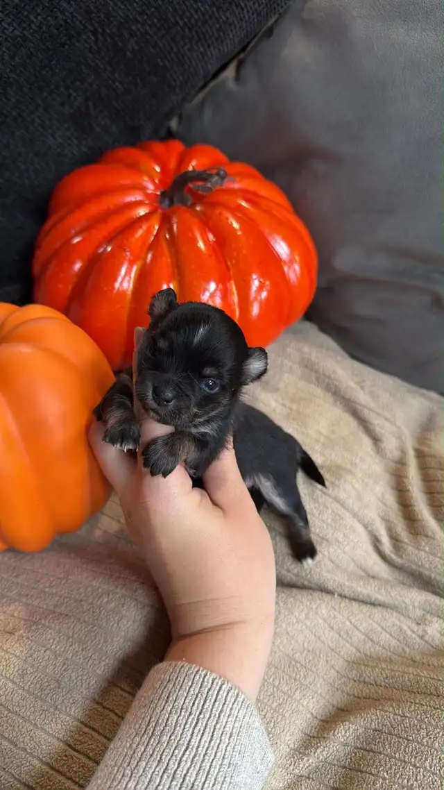 Chihuahua disponible