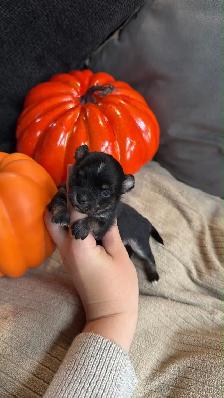 Chihuahua disponible