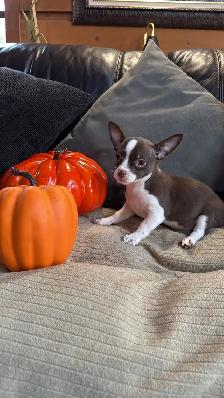 Chihuahua disponible - Photo 7