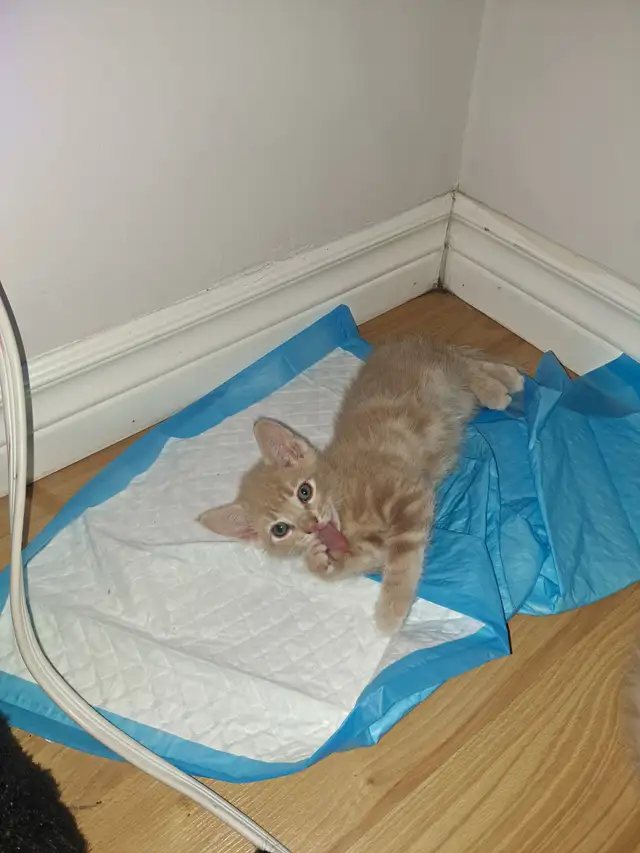 Kittens for sale