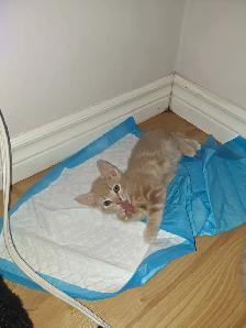 Kittens for sale