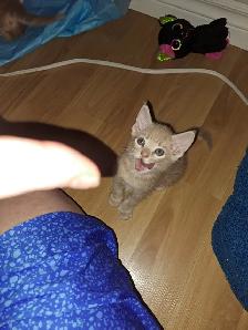 Kittens for sale - Photo 2