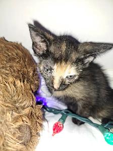 Kittens for sale - Photo 3