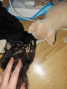 Kittens for sale - Photo 4