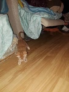 Kittens for sale - Photo 5