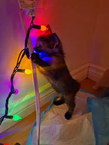 Kittens for sale - Photo 6