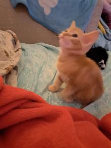 Kittens for sale - Photo 7