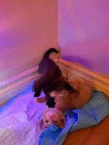 Kittens for sale - Photo 8