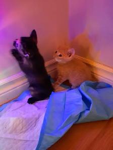 Kittens for sale - Photo 9