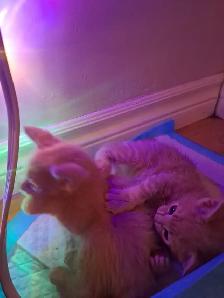 Kittens for sale - Photo 10