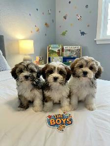Malshi Puppies