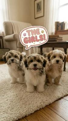 Malshi Puppies - Photo 2