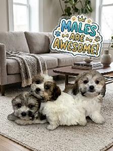 Malshi Puppies - Photo 3