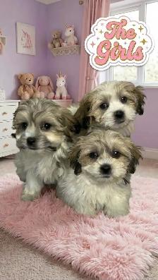 Malshi Puppies - Photo 4