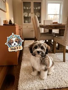 Malshi Puppies - Photo 6