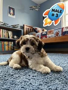 Malshi Puppies - Photo 7
